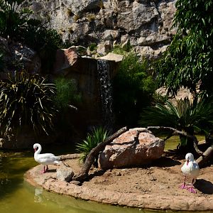 Coscoroba swan (Coscoroba coscoroba)