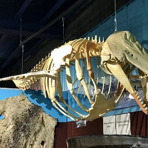 Cook Inlet Beluga Whale