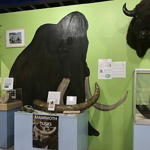 Mammoth Display