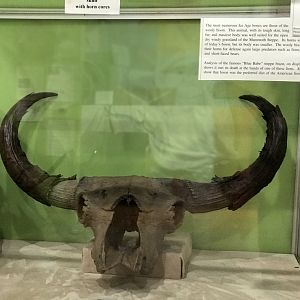 Bison Skull