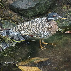 Sunbittern (Eurypyga helias), 2020-09-03