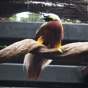 Lesser Bird-of-paradise (Paradisaea minor), 2020-09-03