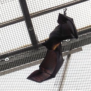 Large flying fox (Pteropus vampyrus), 2020-09-03
