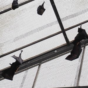 Flying foxes hanging from netting under greenhouse roof, 2020-09-03