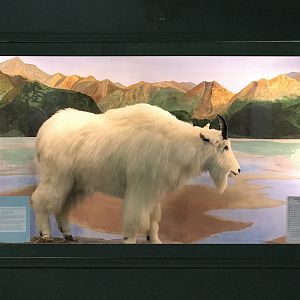 Rocky Mountain Goat