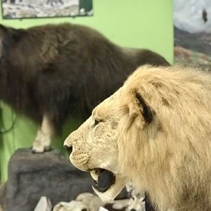 Representing the Ice Age Lions of Alaska