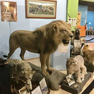 Lion