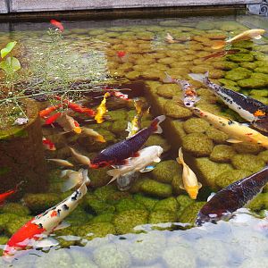 Koi (Cyprinus rubrofuscus) in touch pond, 2020-09-03