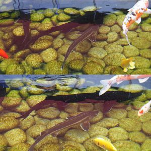 Unidentified sturgeons in touch pond, 2020-09-03
