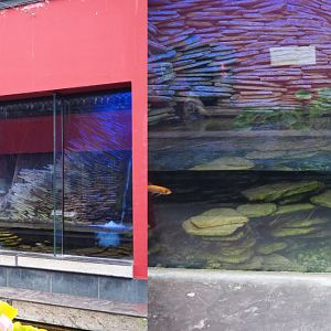 Chinese giant salamander exhibit, 2020-09-03