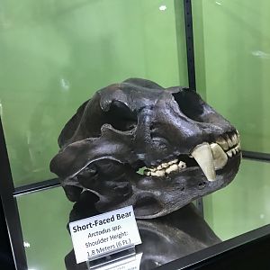 Short-faced Bear