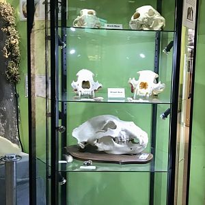 Bear Skulls