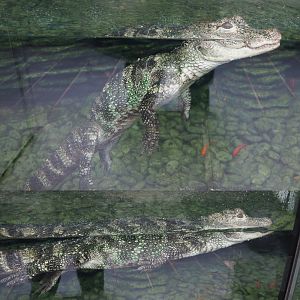Chinese alligator (Alligator sinensis), 2020-09-03