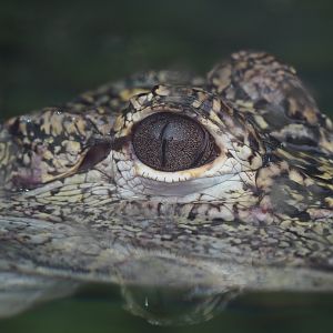 Chinese alligator (Alligator sinensis), 2020-09-03