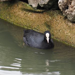 Wild Eurasian coot (Fulica atra), 2020-09-03