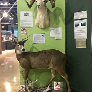 Sitka Black-tailed Deer