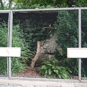 Brown wood owl and Eurasian tawny owl aviary, 2020-09-02