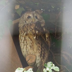 Eurasian tawny owl (Strix aluco), 2020-09-02