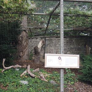 Spectacled owl aviary, 2020-09-02