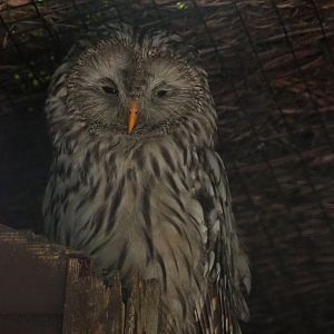 Ural owl (Strix uralensis), 2020-09-02