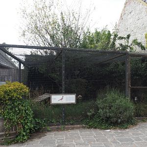 Greater roadrunner aviary, 2020-09-02