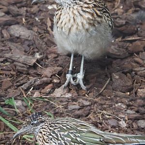 Greater roadrunner (Geococcyx californianus), 2020-09-02