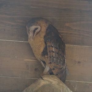 Common barn owl (Tyto alba), 2020-09-02