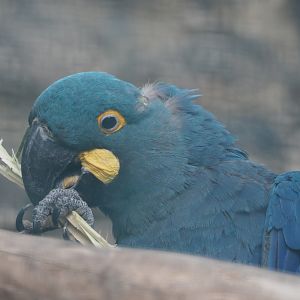 Lear's macaw (Anodorhynchus leari), 2020-09-02