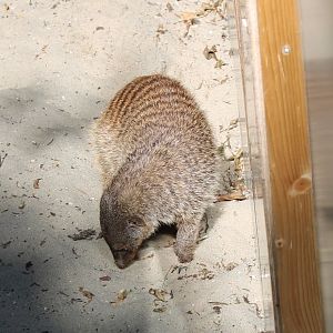 Banded mongoose