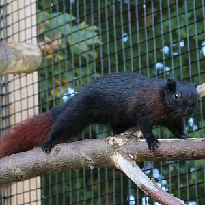 Burmese Finlayson's squirrel