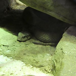 Australia: Wild Extremes; Plains Death Adder