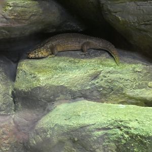 Australia: Wild Extremes; Hosmer's Spiny-tailed Skink