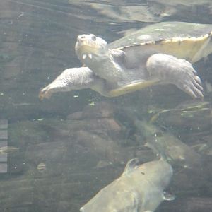 Australia: Wild Extremes; Mary River Turtle