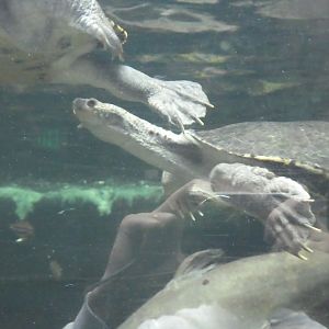 Australia: Wild Extremes; Mary River Turtle