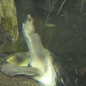 Australia: Wild Extremes; Kimberly Long-necked Turtle