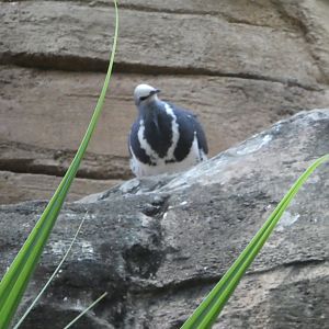 Dove/Pigeon ID?; Australia: Wild Extremes