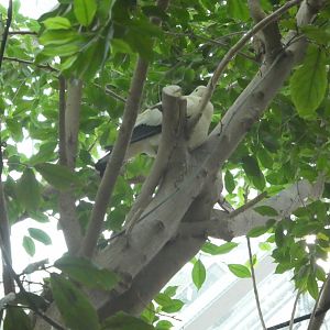 Australia: Wild Extremes; Pied Imperial-Pigeon