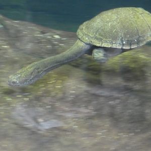 Australia: Wild Extremes; Eastern Snake-necked Turtle