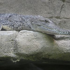 Australia: Wild Extremes; Freshwater Crocodile