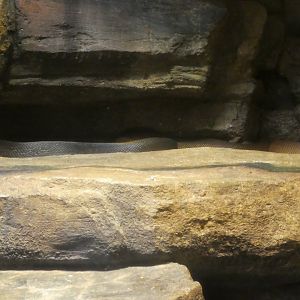 Australia: Wild Extremes; Olive Python (left), Water Python (right)