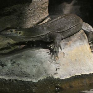 Australia: Wild Extremes; Merten's Water Monitor