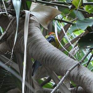Australia: Wild Extremes; Eastern Rosella