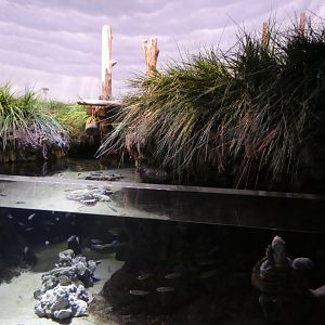 Maryland: Mountains to the Sea; Salt Marsh Exhibit
