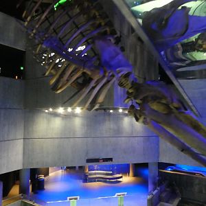 Blacktip Reef; Skeleton