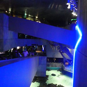 Blacktip Reef; General View