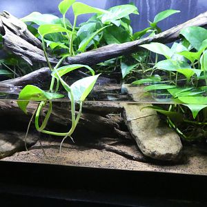 Surviving Though Adaptation; Mudskipper Exhibit