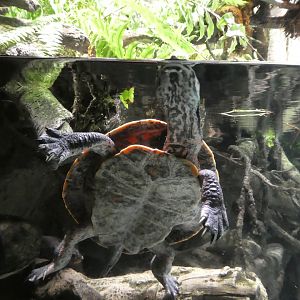 Amazon River Forest; Cotinga River Toadhead Turtle
