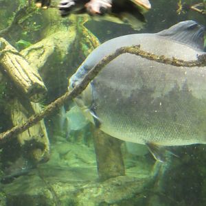 Amazon River Forest; Black Pacu