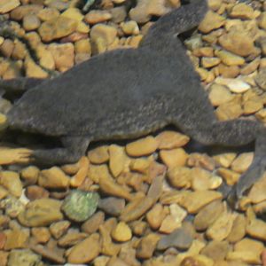 Amazon River Forest; Sabana Surinam Toad