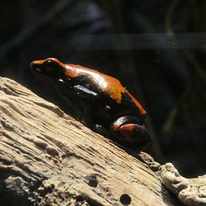 Amazon River Forest; Splash-backed Poison Frog